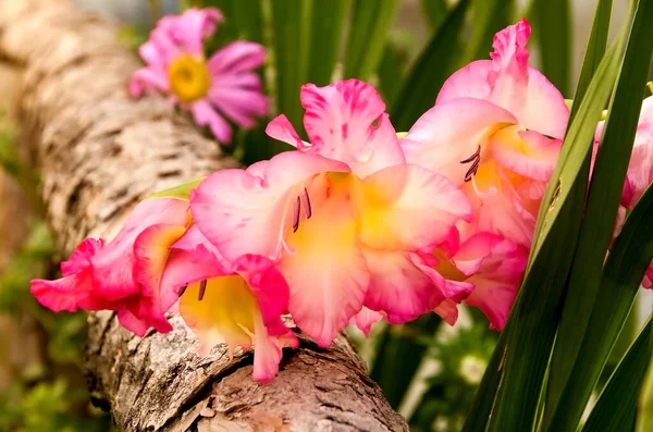 Fiore Rosa Sul Tronco Albero Con Foglie Verdi — Foto Stock