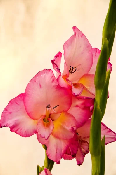 Рожева Квітка Зеленим Стеблом — стокове фото