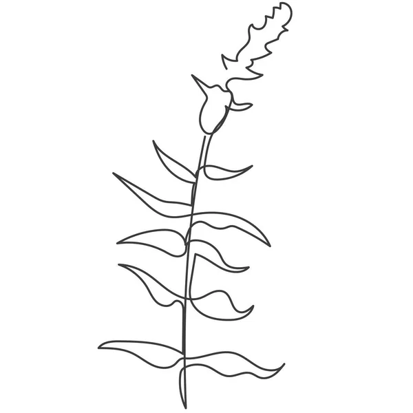 Растение Нарисованное Вектором Одной Сплошной Линией Векторная Иллюстрация — стоковый вектор