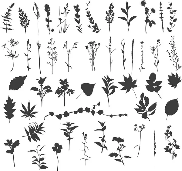 Silueta de plantas ornamentales del campo — Vector de stock