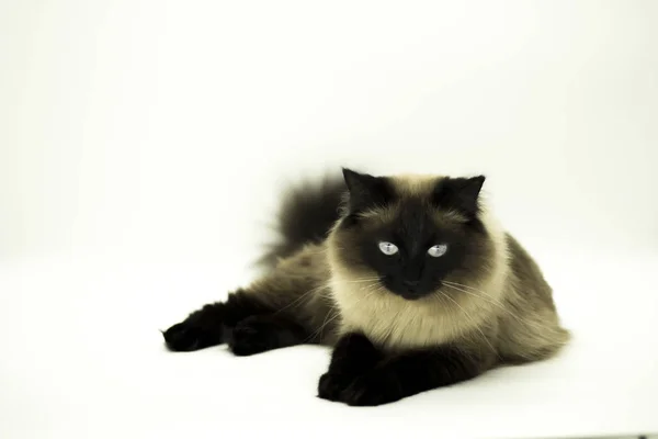 Hermoso gato aislado sobre un fondo blanco . — Foto de Stock