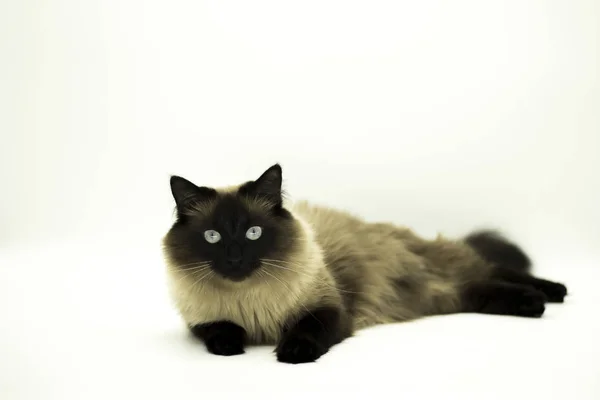 Gato bonito isolado em um fundo branco . — Fotografia de Stock