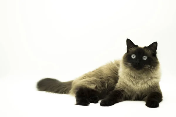 Hermoso gato aislado sobre un fondo blanco . — Foto de Stock