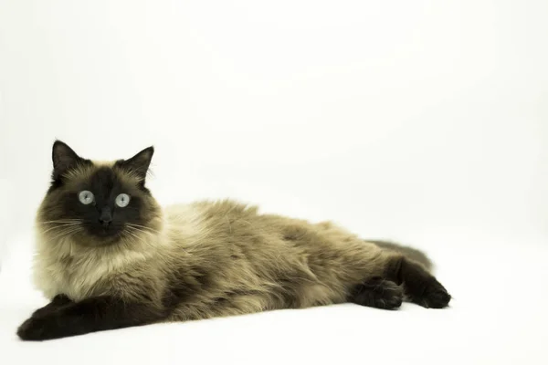 Gato bonito isolado em um fundo branco . — Fotografia de Stock