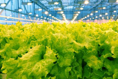 Bir serada salatalık yetiştiriyor..