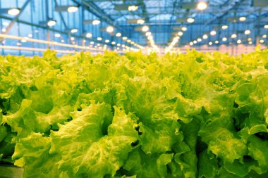 Bir serada salatalık yetiştiriyor..