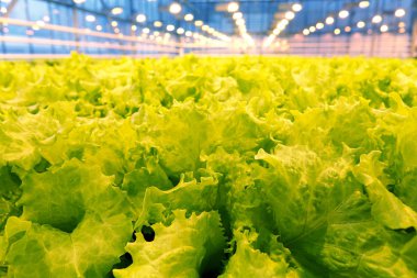 Bir serada salatalık yetiştiriyor..