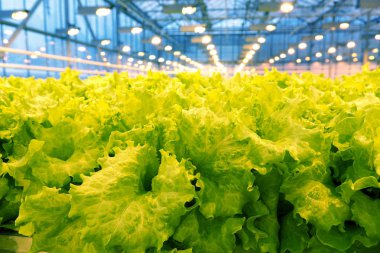 Bir serada salatalık yetiştiriyor..