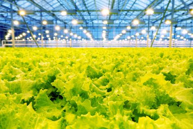 Bir serada salatalık yetiştiriyor..