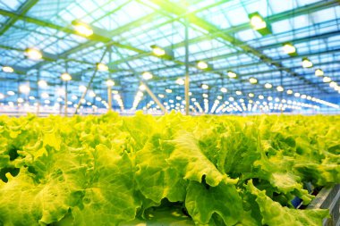 Bir serada salatalık yetiştiriyor..