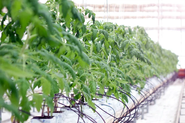Cultivo de pepinos en un invernadero. — Foto de Stock
