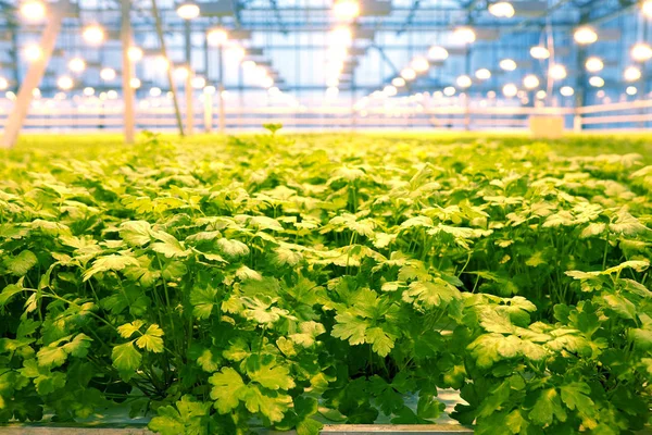 Cultivo de pepinos en un invernadero. — Foto de Stock