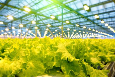 Bir serada salatalık yetiştiriyor..