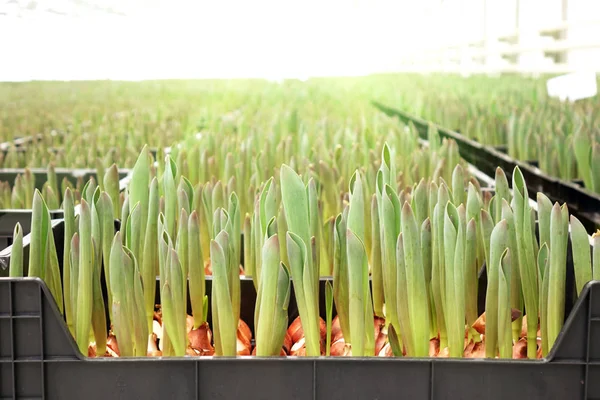 Agronegocios invernadero plántulas primavera — Foto de Stock