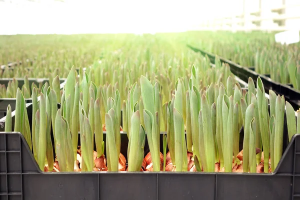 Agronegocios invernadero plántulas primavera — Foto de Stock