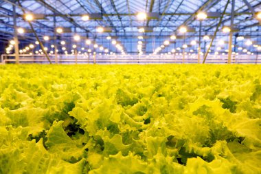 Bir serada salatalık yetiştiriyor..