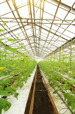 Bir serada salatalık yetiştiriyor..