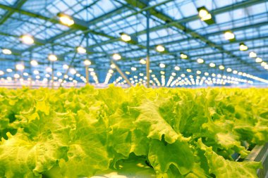 Bir serada salatalık yetiştiriyor..