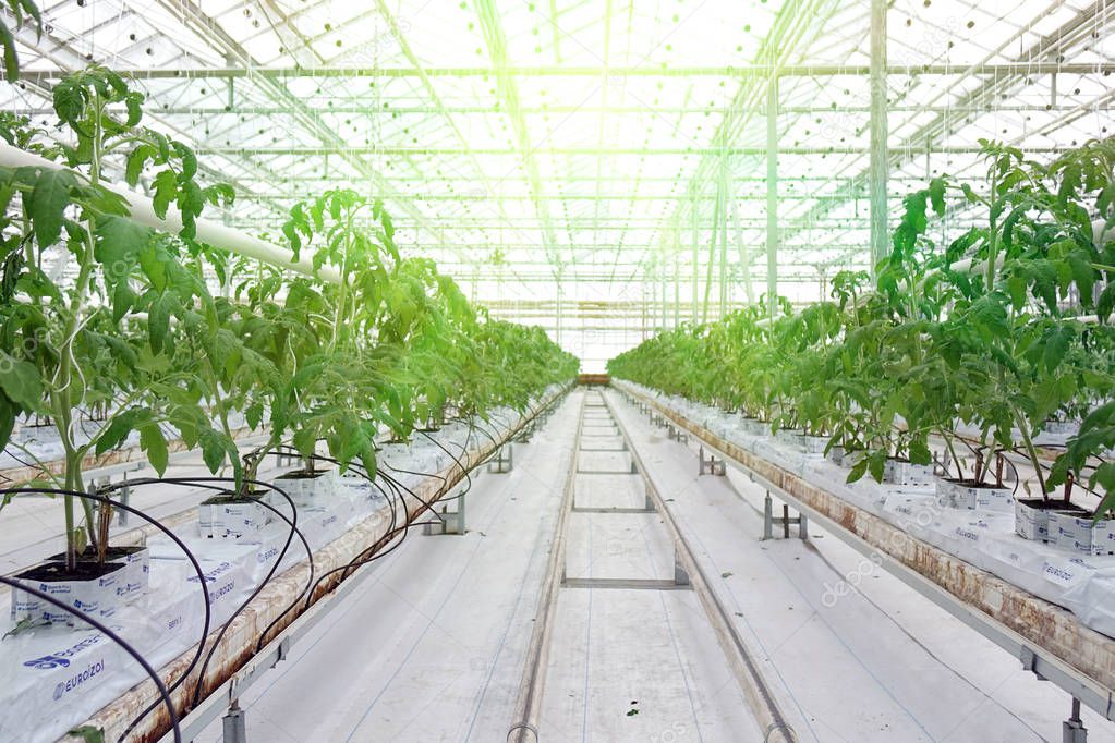 Growing cucumbers in a greenhouse.