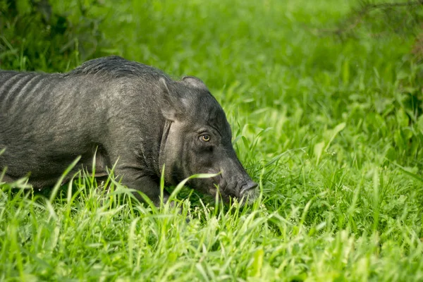 Mini porc marche sur l'herbe. 2019-l'année du cochon de terre . — Photo