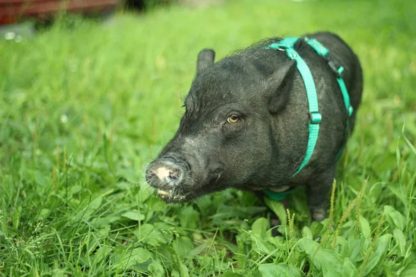 Мини-свинья ходит по траве. 2019 год - год земной свиньи . — стоковое фото