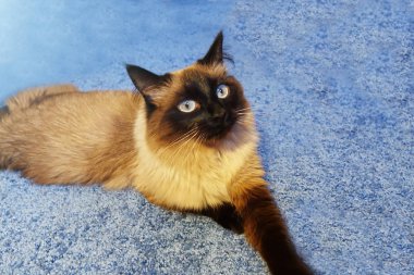 Mavi arka planda güzel bir kedi.