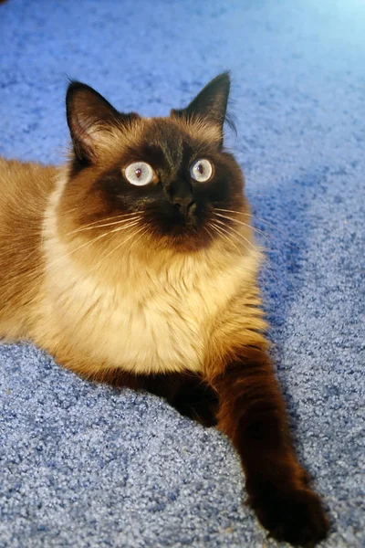 Красивая кошка на голубом фоне. — стоковое фото
