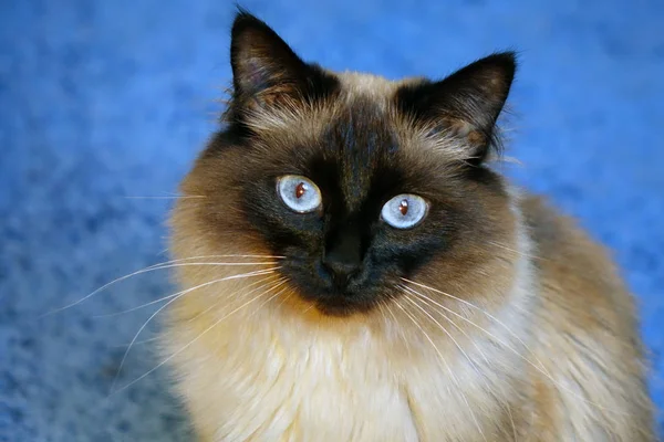 Gato bonito em um fundo azul. — Fotografia de Stock