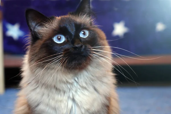 Gato bonito em um fundo azul. — Fotografia de Stock