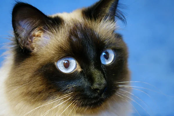 青い背景に美しい猫. — ストック写真