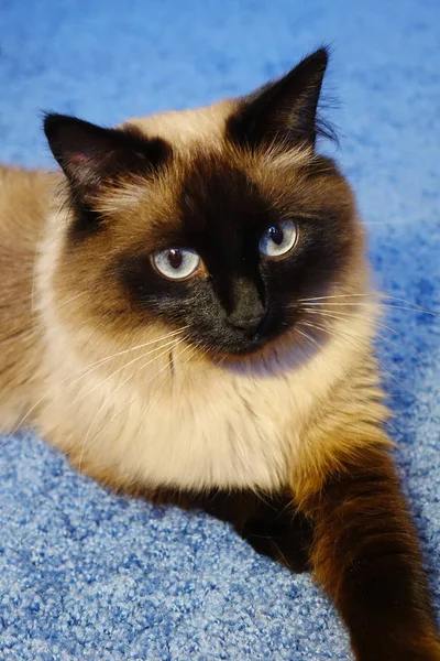 Beautiful cat on a blue background. — Stock Photo, Image