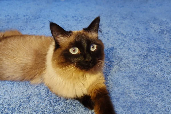 Gato bonito em um fundo azul. — Fotografia de Stock