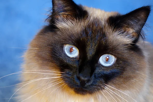 Красивая кошка на голубом фоне. — стоковое фото
