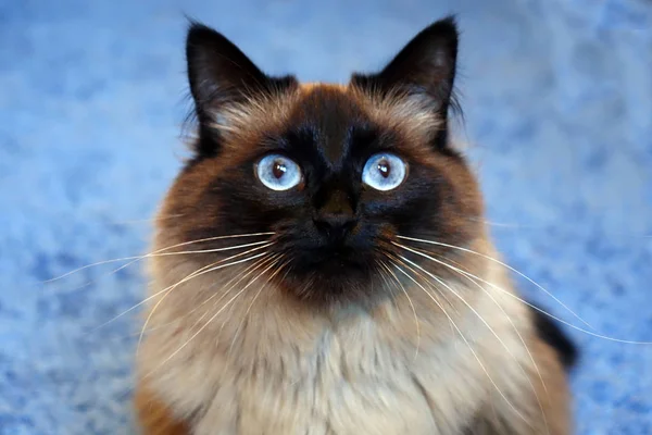 Gato bonito em um fundo azul. — Fotografia de Stock