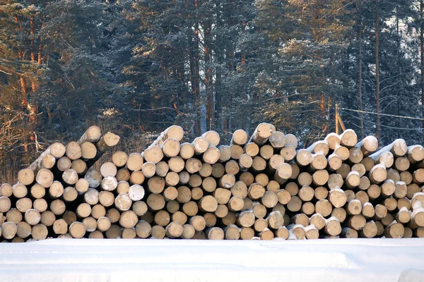 The logs are prepared for transport . — Stock Photo, Image