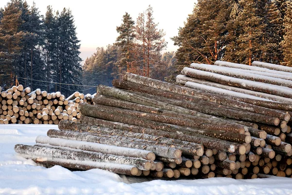 Os troncos são preparados para o transporte  . — Fotografia de Stock