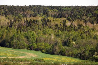 Yeşil arka plan ağaç orman, taze çam kuş uçuş yüksekliği görünümünden