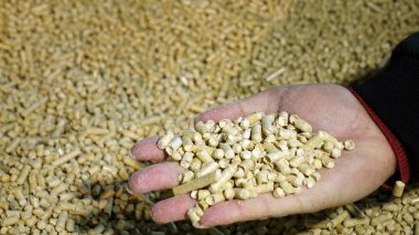 Biyokütle granül-odun peletleri yakın çekim. Biyoyakıt. Kedi tuvalet olarak kullanılan.