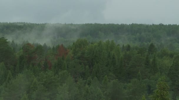Natursköna av morgondimma över en tallskog. — Stockvideo