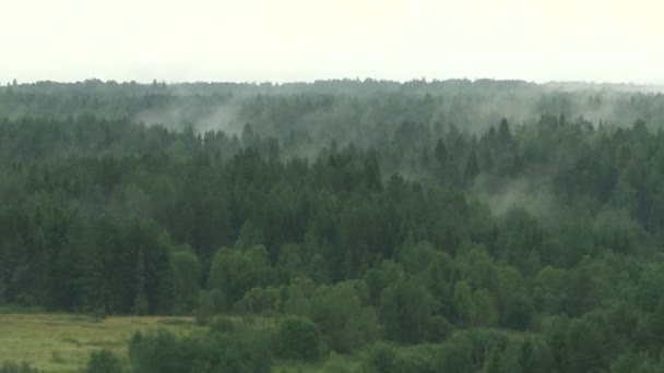 Scenic of morning fog over a pine forest. — Stock Video