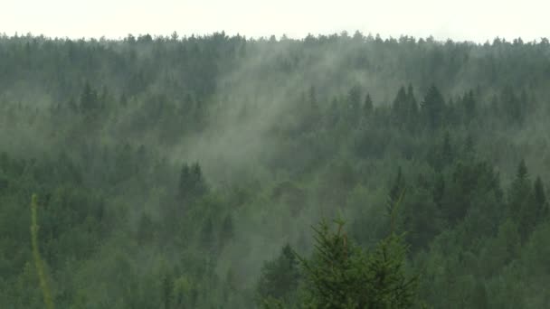 Schilderachtige ochtend mist over een dennenbos. — Stockvideo