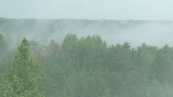 松林の朝の霧の風景. — ストック動画