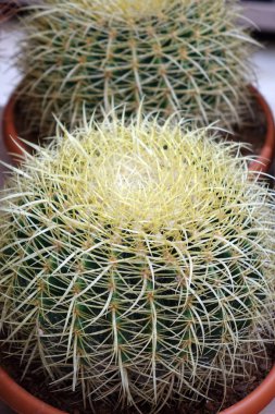 Büyük dikenli kaktüs.