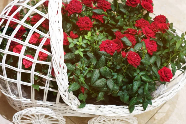 Lindas rosas em uma cesta decorativa . — Fotografia de Stock