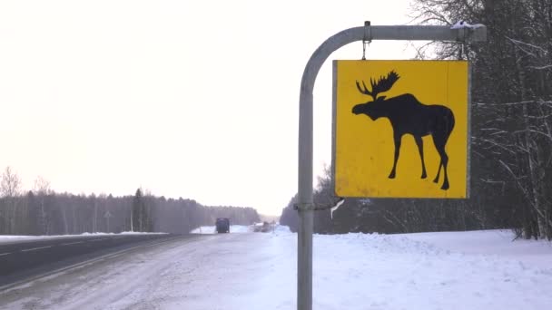 Road sign. Moose are wild animals — Stock Video