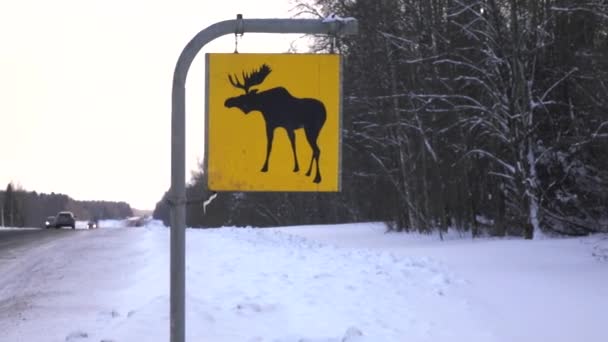 Road sign. Moose are wild animals — Stock Video