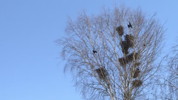 Nesten van torens op berken, tegen de blauwe hemel. — Stockvideo