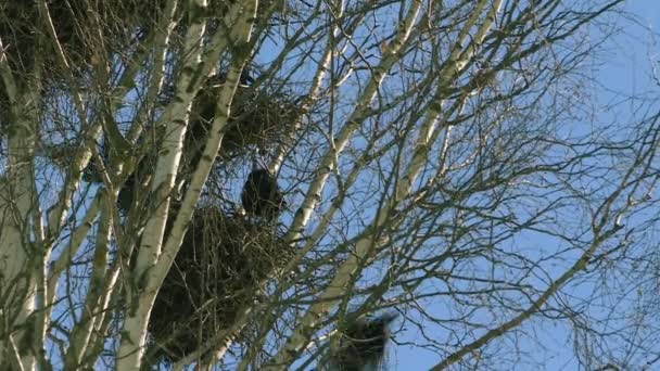Nester von Saatkrähen auf Birken, gegen den blauen Himmel. — Stockvideo