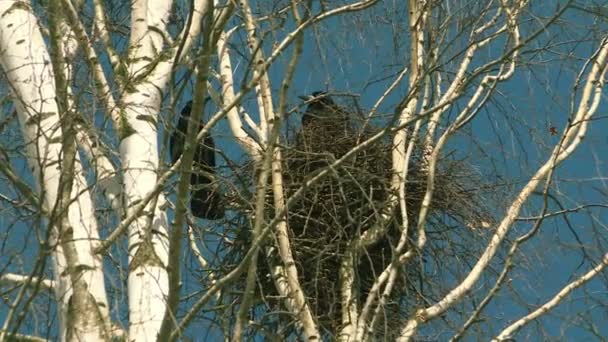 Nesten van torens op berken, tegen de blauwe hemel. — Stockvideo