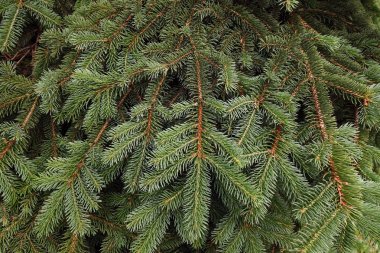 yeşil çam dalları.